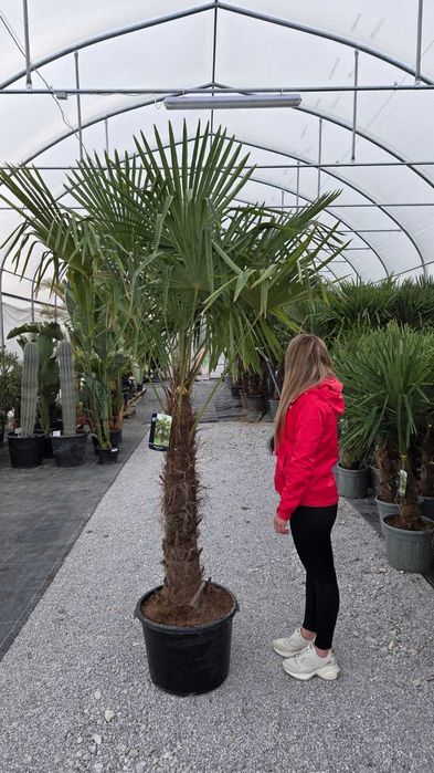 Palma mrozoodporna Trachycarpus fortunei – dostępne różne rozmiary