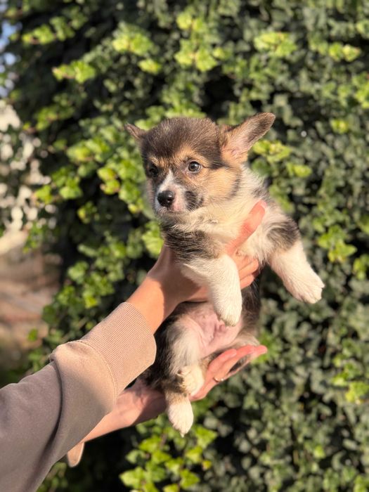 Шикарні цуцики Коргі Пемброк