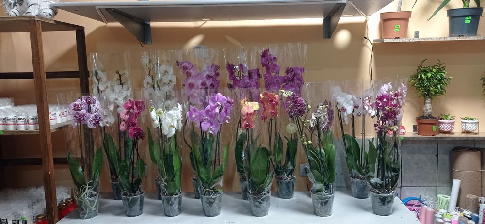 Тюльпани,рози,троянди,квіти, хризантеми,цветы,букет.Гелеві кульки.