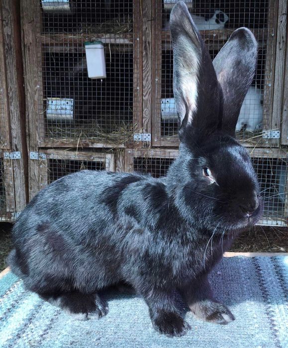 Бельгійський велетень ( чорний )