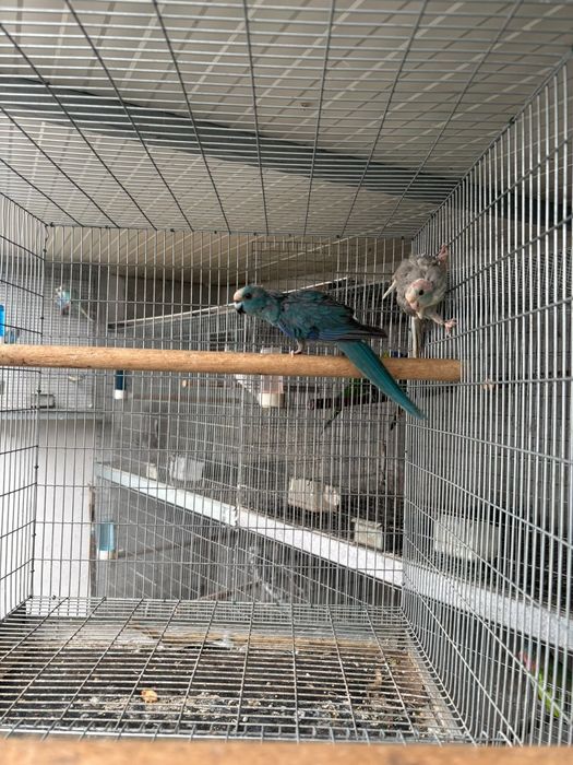 Casal de Catarina/ Catarina/ turquesines