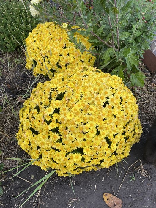 Хризантема мультифлора маточичний кущ