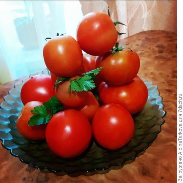 Помідори " Дубок".