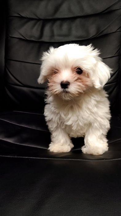 Девченка Мальтеза  родословна