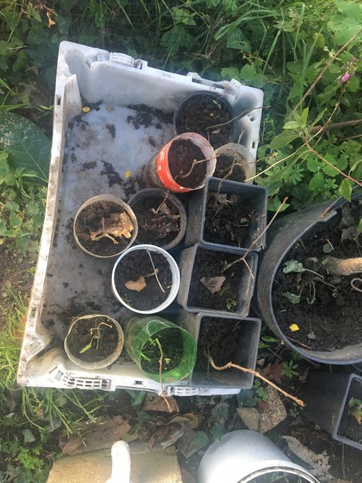 Plantas Carvalho americano