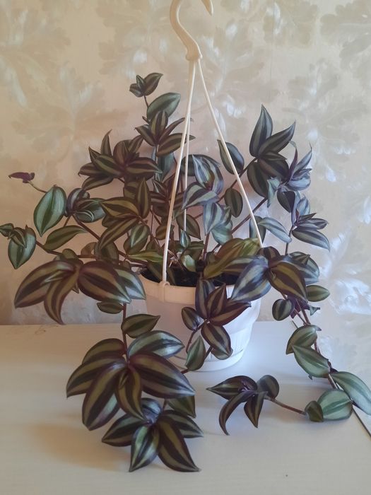 Традесканция  "Зебрина "