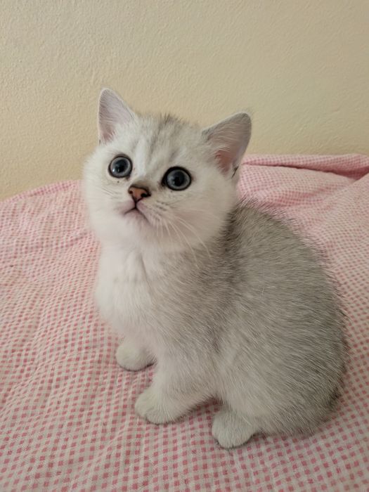 Scottish Straight fêmea