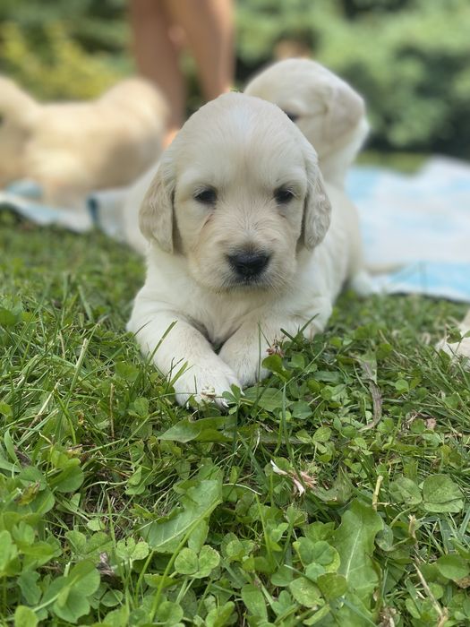 Golden retriever:-)