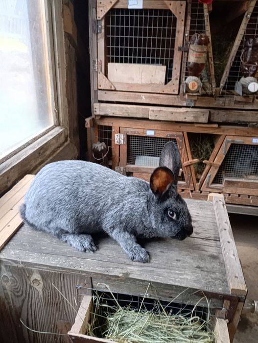 Продам кролиці і кролі