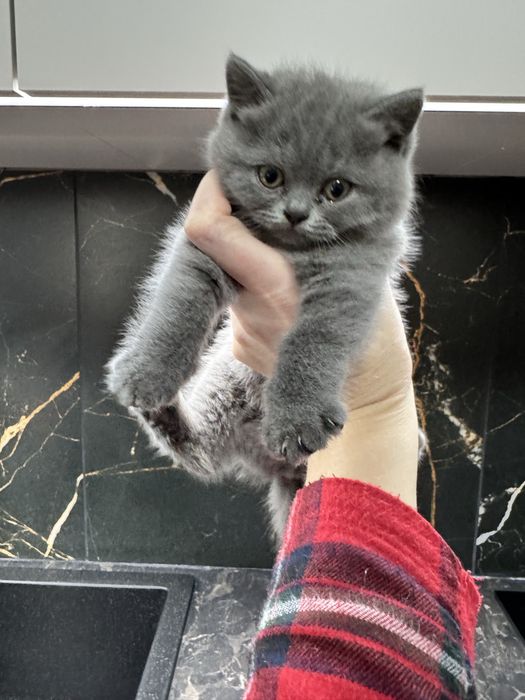 Шотландські кошенята. висловухий котик, та прямовуха дівчинка