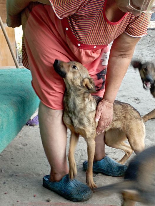Отдам собачек в добрые семьи