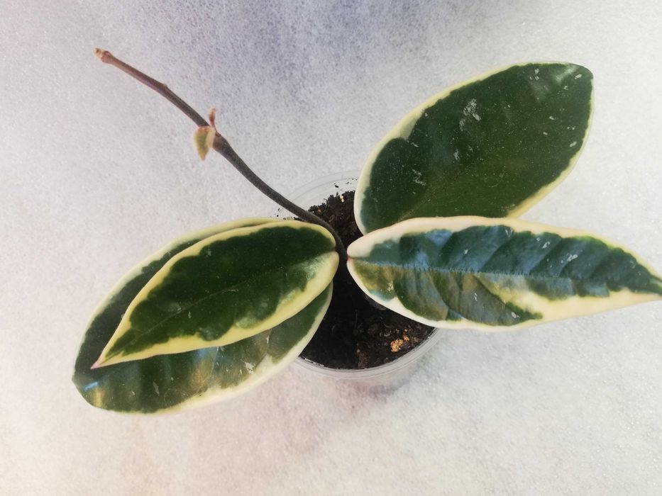 Hoya hoja krimson queen - ukorzeniona sadzonka
