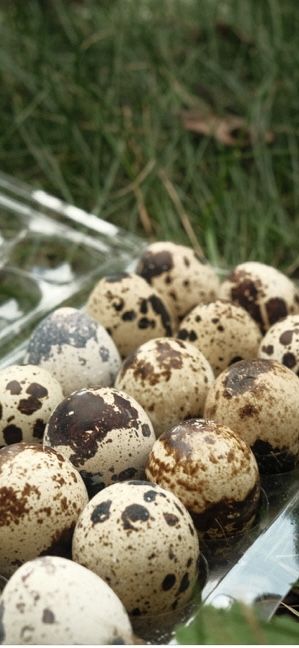 Jajka przepiórcze ekologiczne