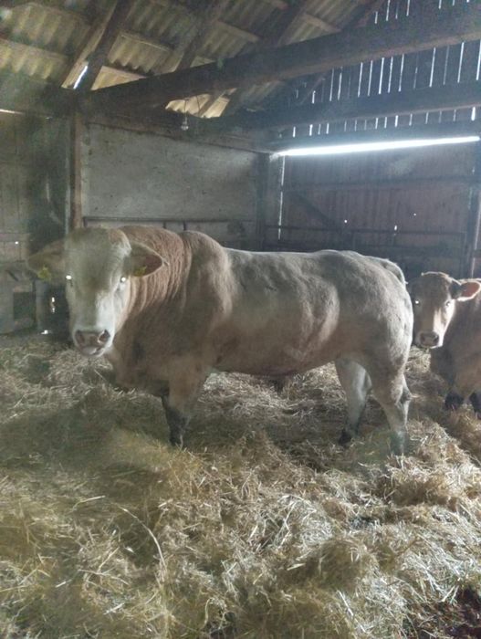 Byczki, odsadki blonde d'aquitaine