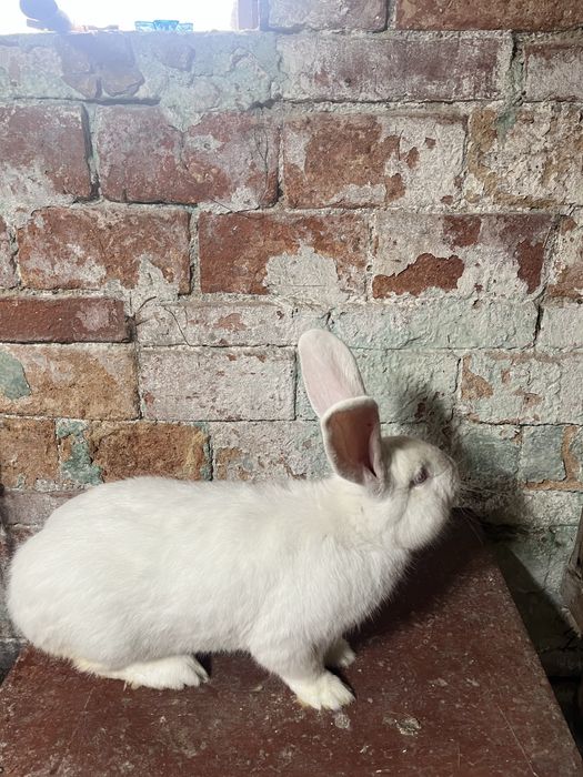 krolik belegijski samiec