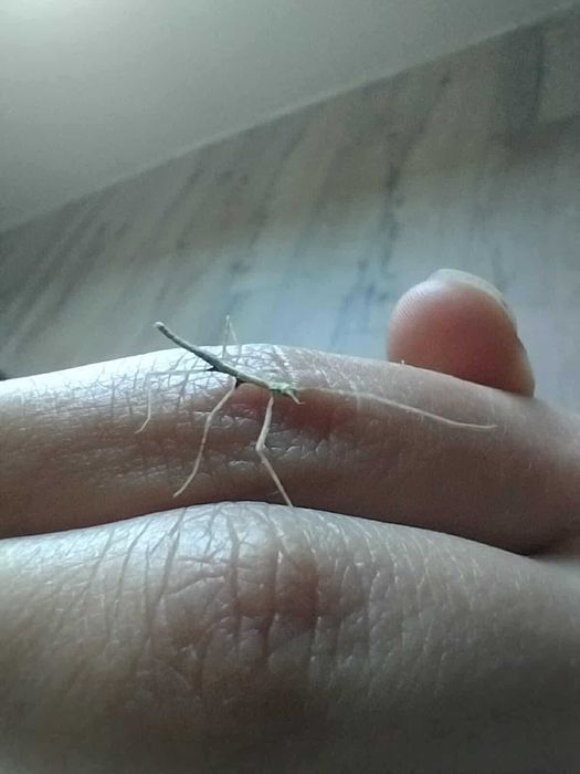 Patyczaki owady małe