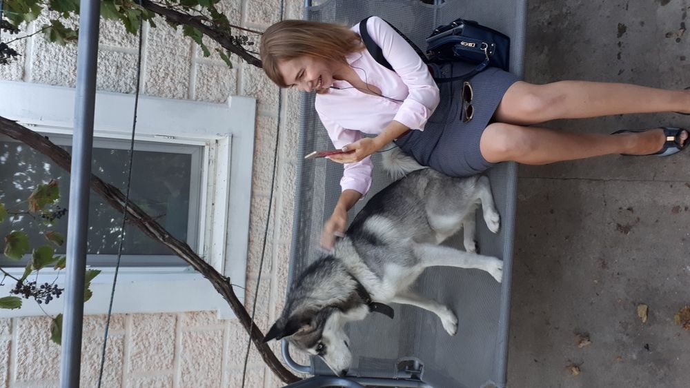 Хаскі красунчик кабель Марсель Вязка