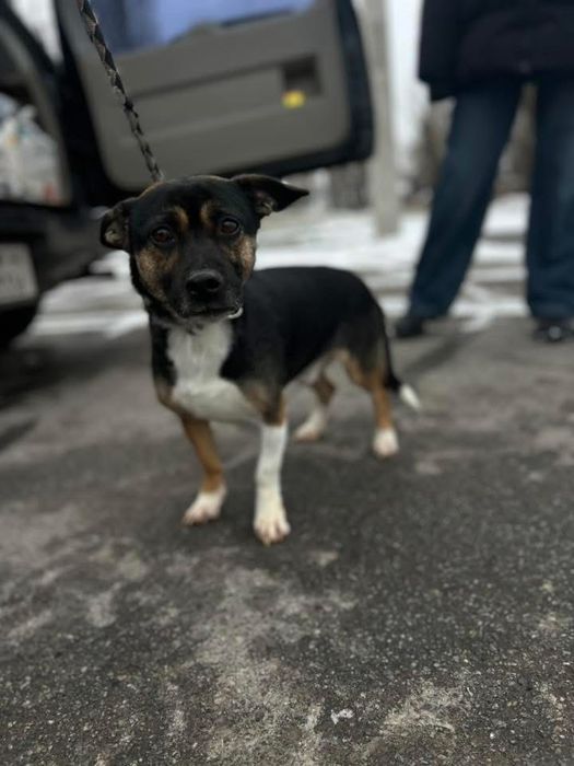 Добрый мальчик Патрон отдам в семью