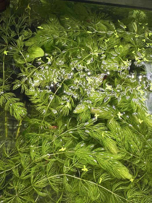 Роголистник  кущик