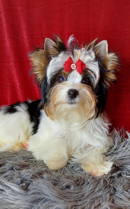 Великолепный подросток биверйорк