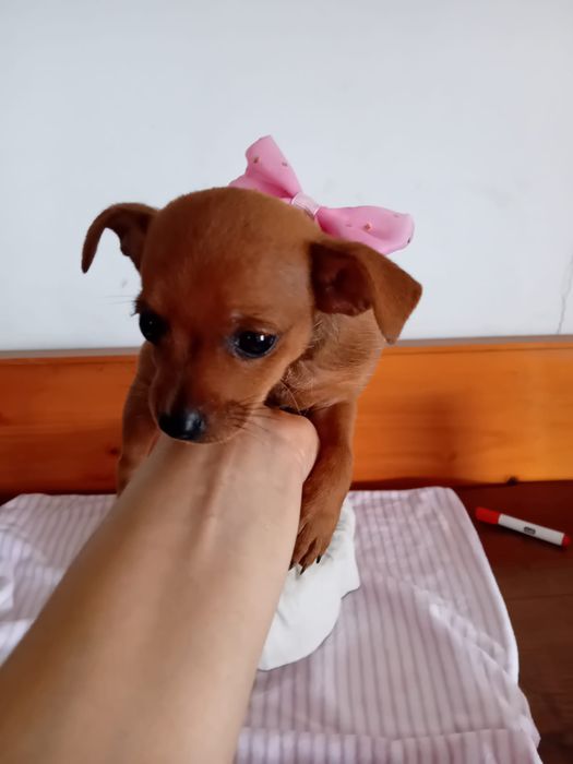 Pinscher Miniatura