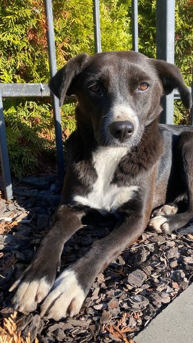 Молода собака в добрі руки