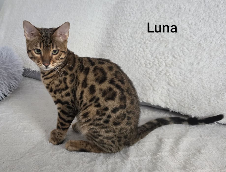 Kot bengalski - nakolankowa LUNA