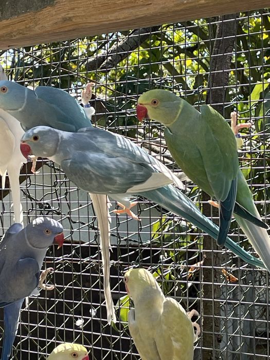 Casal adulto rung necks malhados