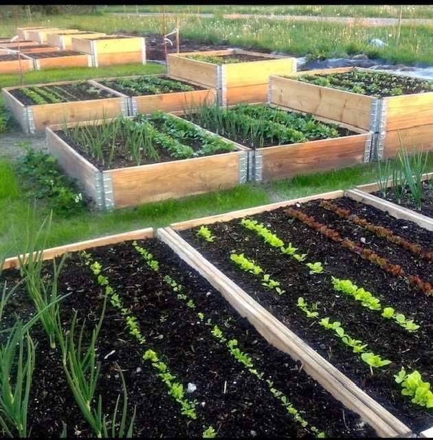 Grzadka,Kompostownik,Skrzynia na warzywa ,Rabata kwiatowa 120x80