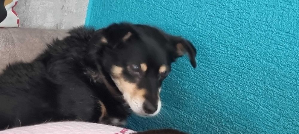 ZAGINĘŁA suczka sosnowiec