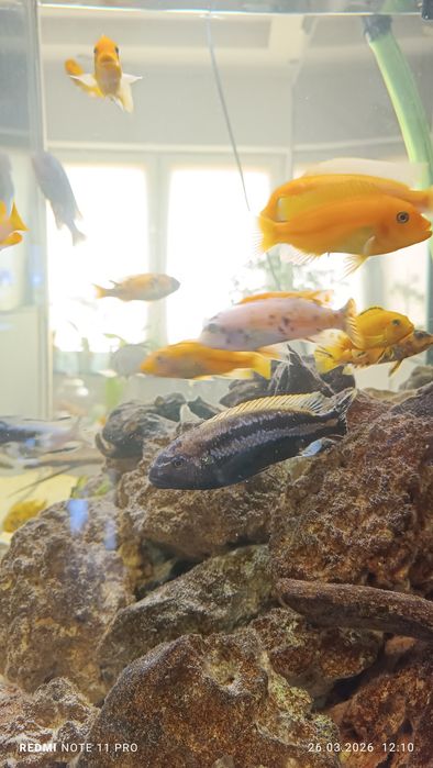 Akwarium 250l kostka oświetlenie LED sump malawi