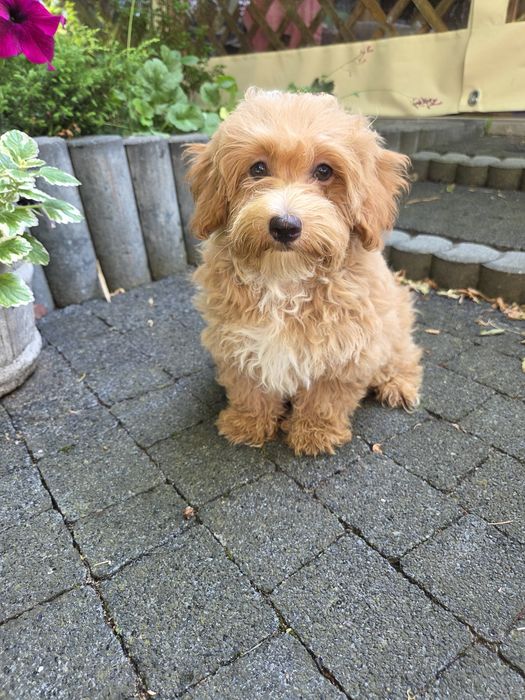Sunia maltipoo maltańczyk & pudel
