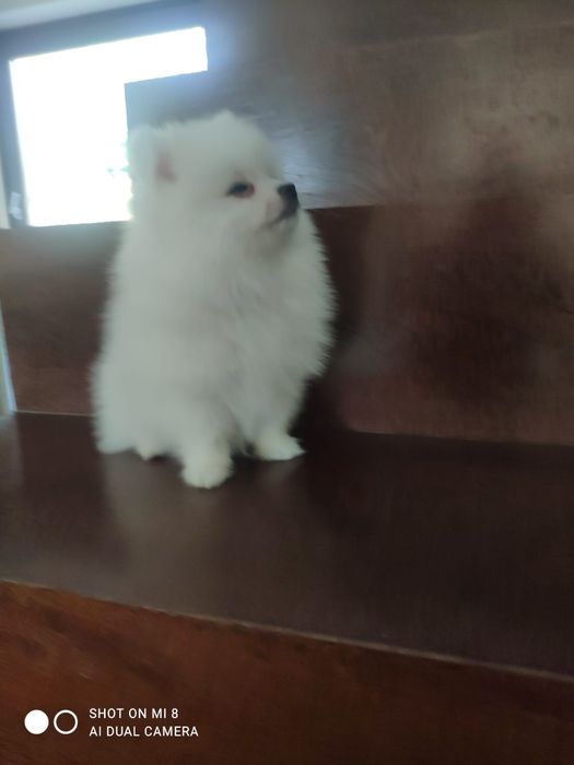 Siptz alemão anão/lulu da pomerânia com lop e afixo branca neve