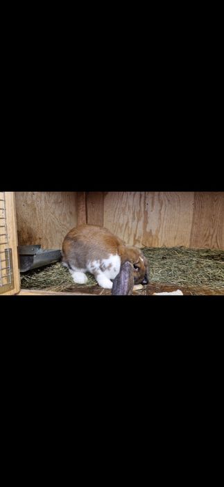 Baran francuski Madagaskar srokacz samiczki