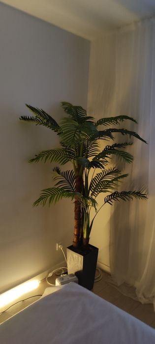 Декоративная пальма в кашпо