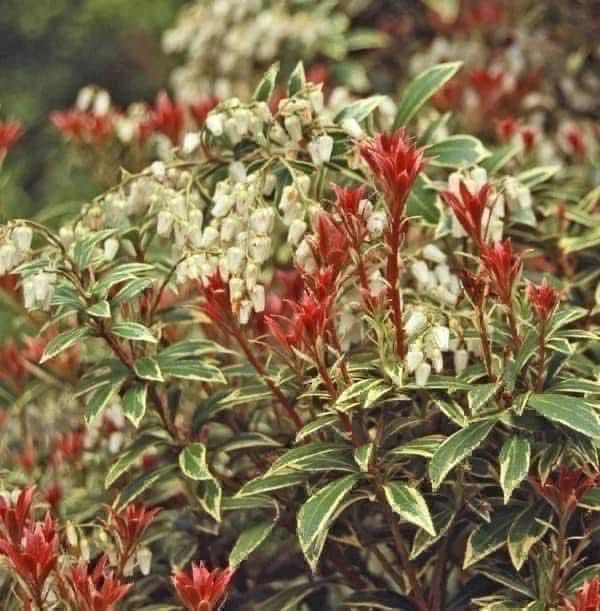 Пієріс японський «Little Heach”