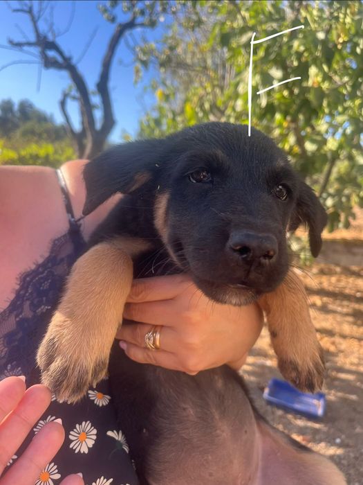 Cães de 4 meses M & F