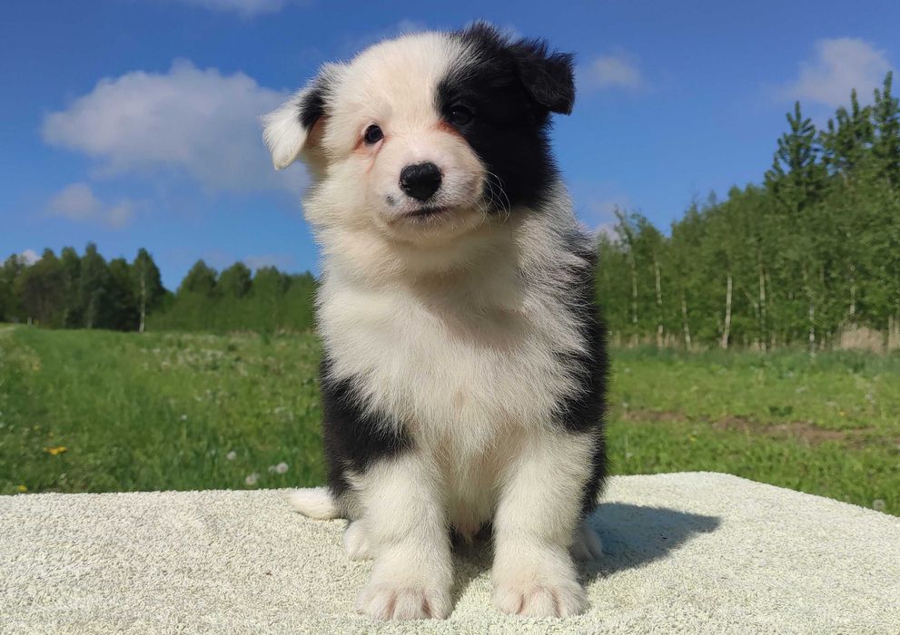 Piękny piesek YETI Border Collie z hodowli, pełna dok.