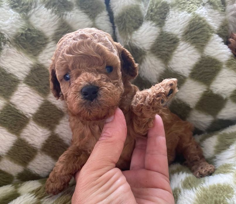 Pudel, pudelek suczka miniaturka rodowód wielopokoleniowy