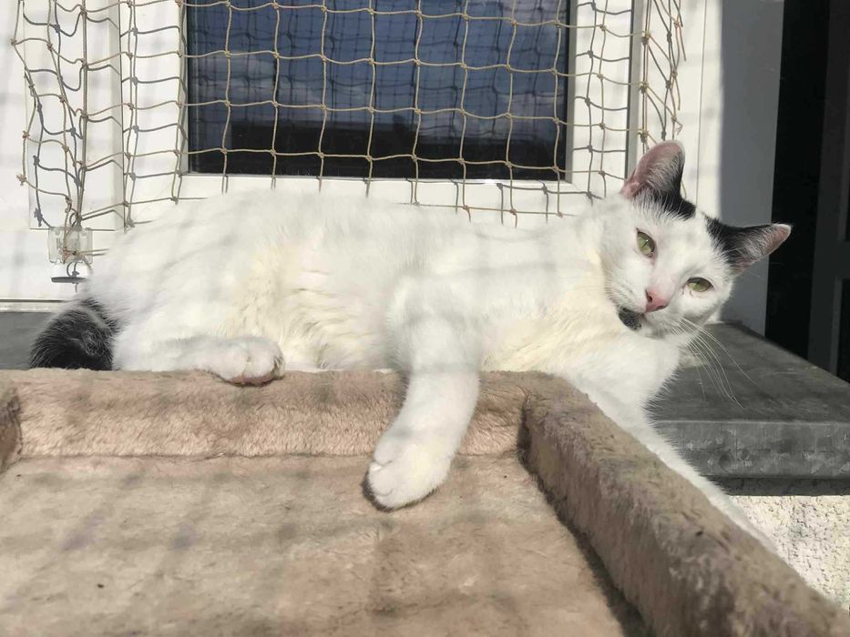 Uroczy Mango szuka super domku