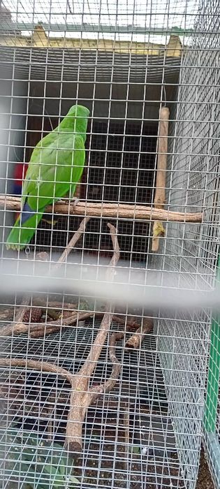 Aves  criadas em cativeiro