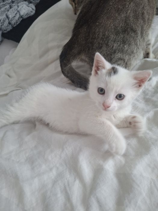 Oddam kotke w dobre ręce