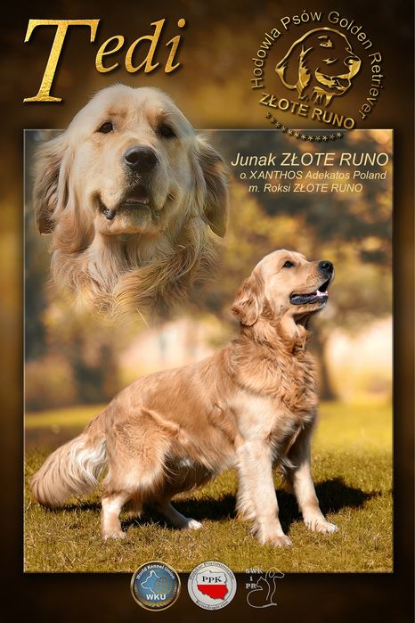 Piesek golden retriever rezerwacja