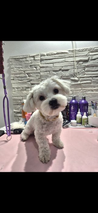 Domowe spa, psi fryzjer, groomer, strzyżenie