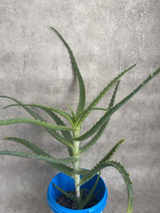 Рослина алое