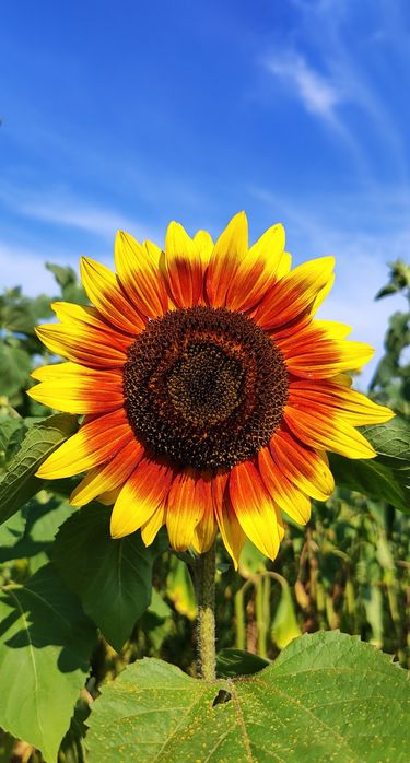 F-RA PASZPORT Słonecznik ozdobny nasiona TAYIO MIX ODMIAN