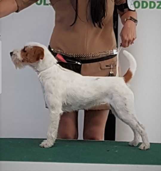 Parson Russell Terrier - suczka  ZKwP