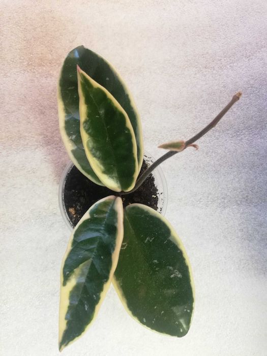 Hoya hoja krimson queen - ukorzeniona sadzonka