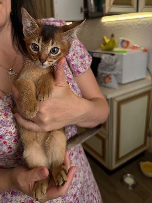 Абвссиньскі кошенята