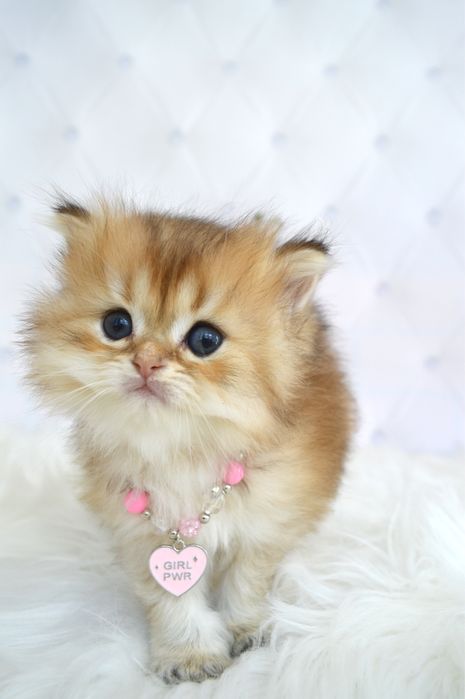Британские котята золотая шиншилла